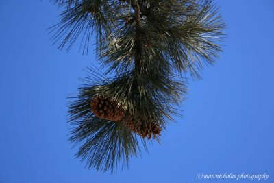 cones in the sky