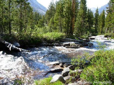 river runs wild