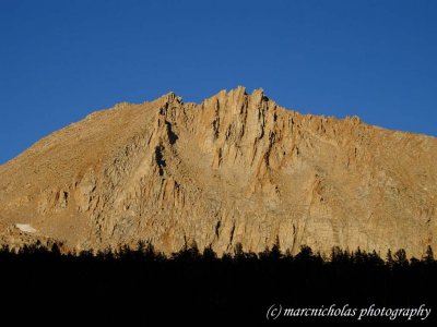 trees against mountain