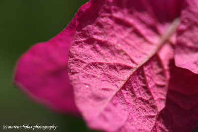 bougainvillea