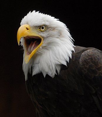 Bald Eagle.