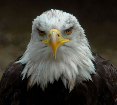 Raptors. Hawk Conservatory Trust. Andover.