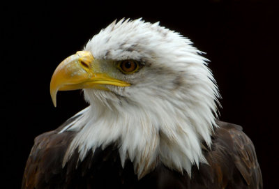 Bald Eagle.