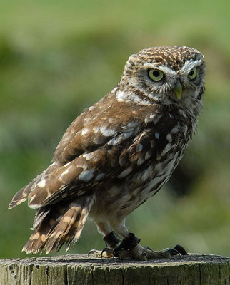 Little Owl.