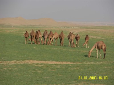Natural combination of desert and Green landscape - Near Al-Leith.jpg