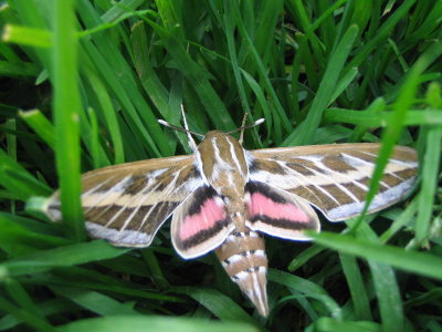 Insect-3.jpg