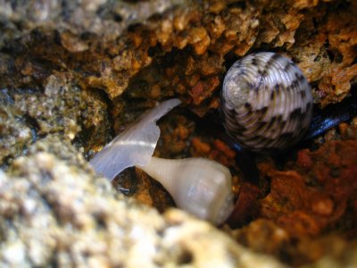 Shells 1.JPG