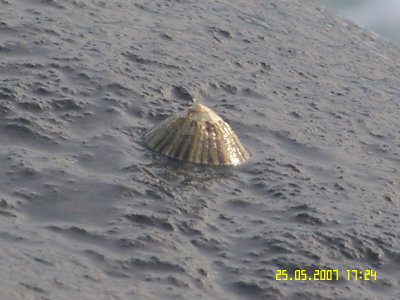 Shells 3.JPG