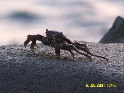 Crab-2.jpg