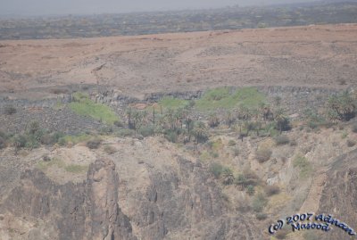 Palm trees at edge of crater and lava fields in bg.jpg