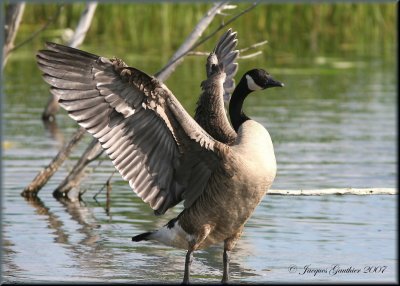 Bernache du Canada ( Canada Goose )
