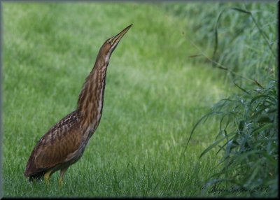 Butor d'Amrique ( American Bittern )