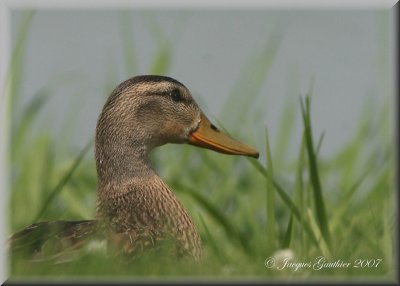 Canard colvert ( Mallard )