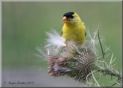 Chardonneret jaune ( American Goldfinch )