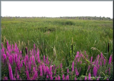 Ile St-Bernard
