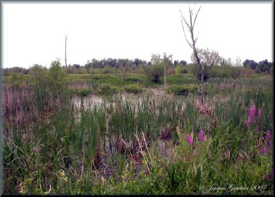 Ile St-Bernard