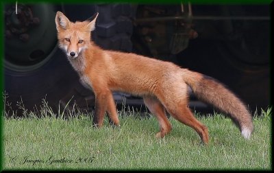 Renard roux