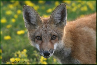 Animaux  sauvages