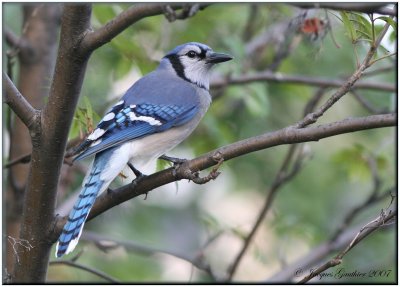 Geai bleu ( Blue Jay )