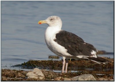 Goland marin ( Great Black-backed Gull )