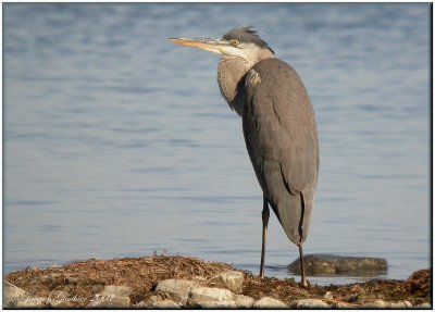 Grand Hron ( Great Blue Heron )