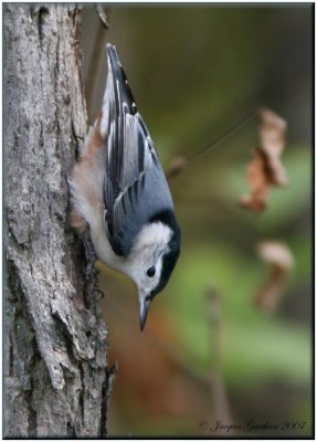 Sittelle à poitrine blanche ( White-breasted Nuthatch )