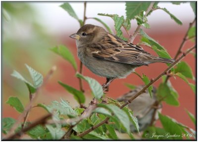 Moineau domestique ( House Sparrow )