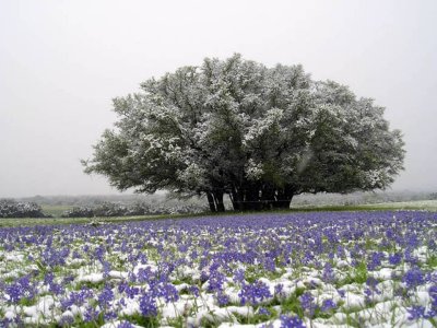 Bluebonnets and snow 2007