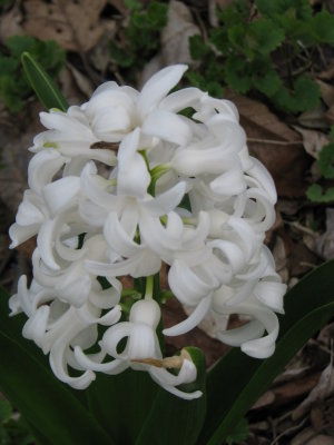 Perfectly White Hyacinth