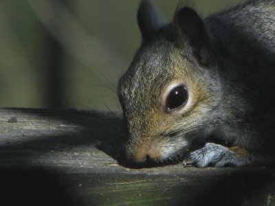 Close-up of  Eastern grey squirrel