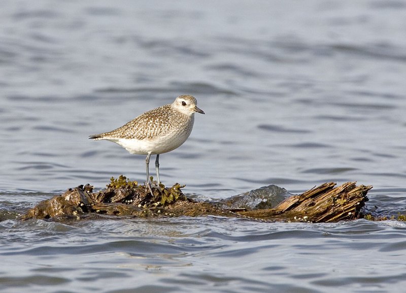 Black -bellied Plover, Bottle Beach WA