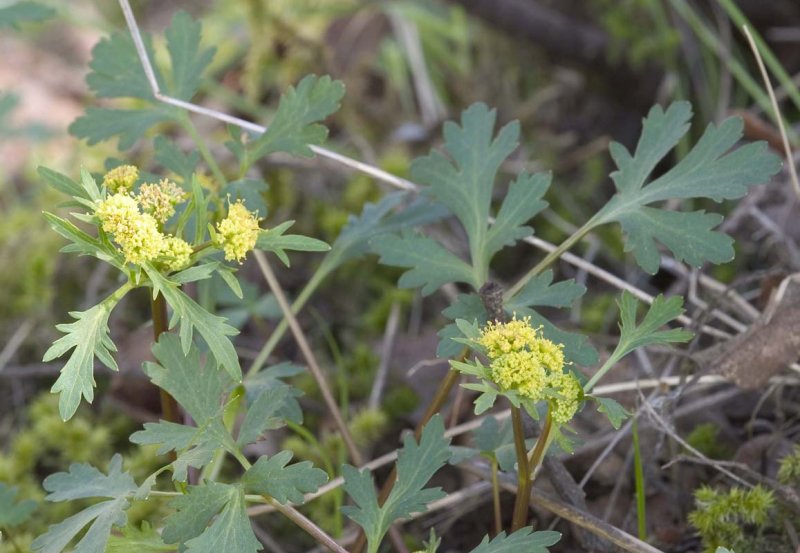 Sanicula graveolens