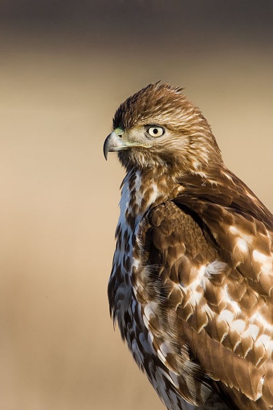 Red-tailed Hawk