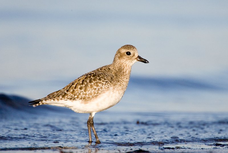 Black-bellied Plover