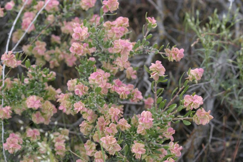 Grayia (Atriplex) spinosa showing various colour variations