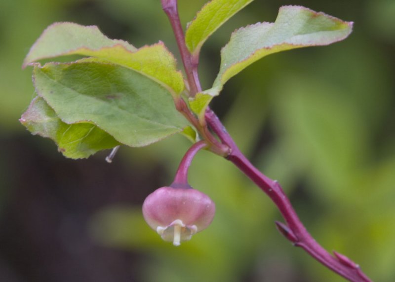 Vaccinium alaskaense