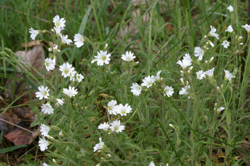 Cerastium arvense