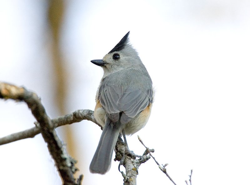 Black-crested Tufted Titmouse