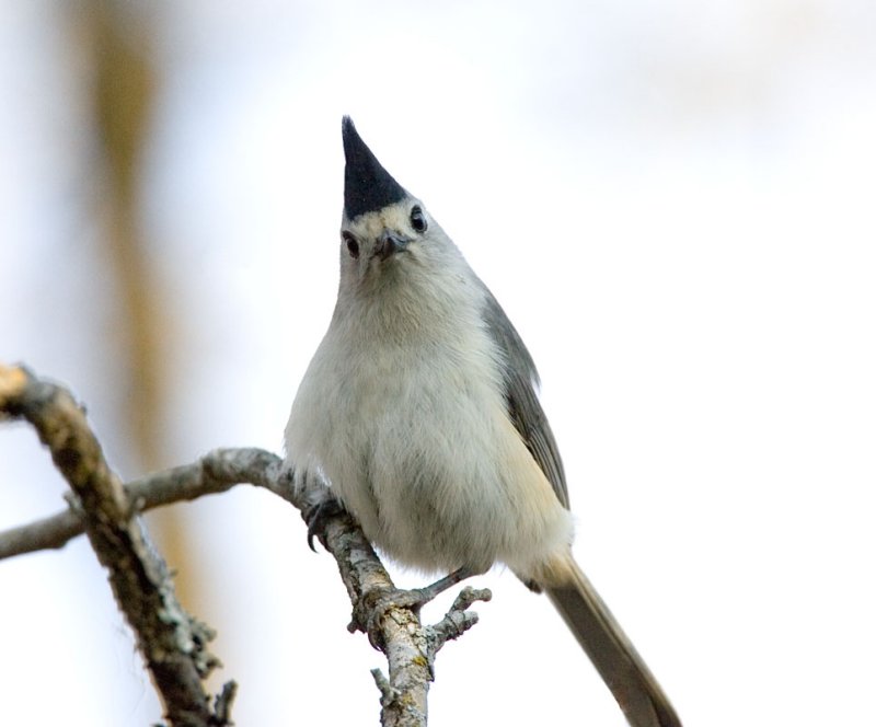 Black-crested Tufted Titmouse