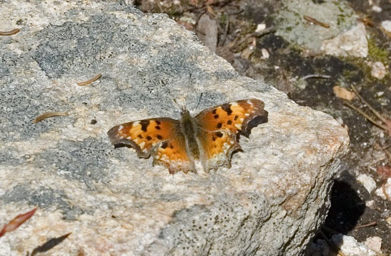 Hoary Comma  Polygonia gracilis