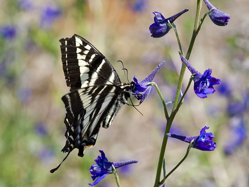 Pale swallowtail