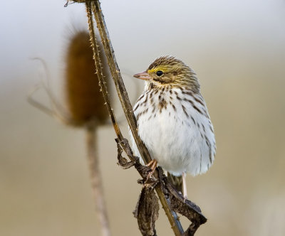 Savannah Sparrow, Ridgefield NWR, WA