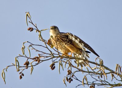 Merlin (Taiga), Nisqually NWR