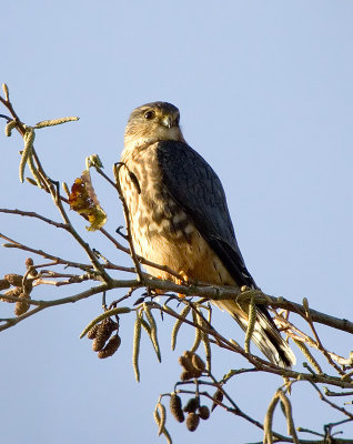 Merlin (Taiga), Nisqually NWR