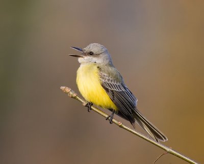 Tropical Kingbird (M), Warren Magnuson Park, Seattle