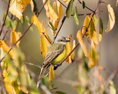 Tropical Kingbird (M), Warren Magnuson Park, Seattle