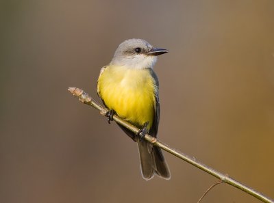 Tropical Kingbird (M), Warren Magnuson Park, Seattle