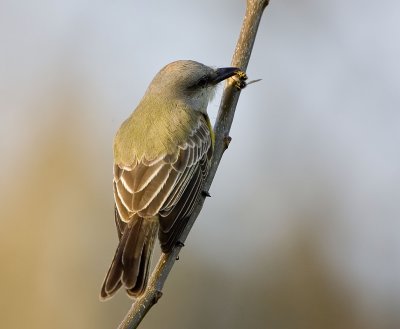 Tropical Kingbird (M), Warren Magnuson Park, Seattle