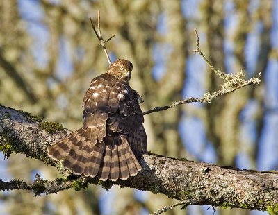 Cooper's Hawk (Juv) Ridgefield NWR