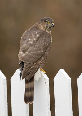 Sharp-shinned Hawk (Juv)